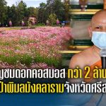 พระศรีญาณวิเทศเชิญชมดอกคอสมอสกว่า 2 ล้านต้นที่วัดป่าพิมลมังคลารามจังหวัดศรีสะเกษ
