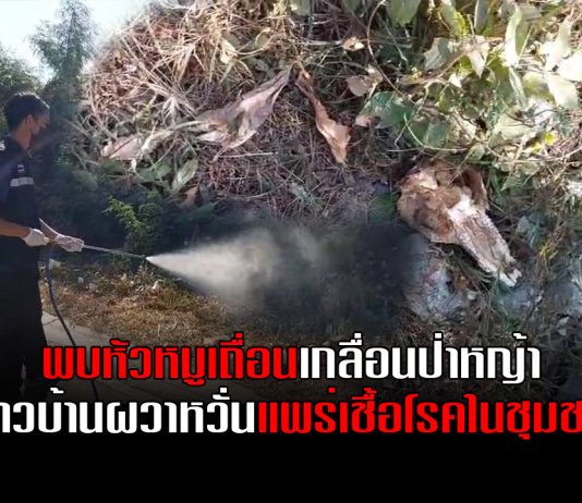 พบหัวหมูเถื่อนเกลื่อนป่าหญ้า ชาวบ้านผวาหวั่นแพร่เชื้อโรคในชุมชน