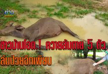 นครนายก ชาวบ้านโอดควายล้มตาย 5 ตัว ล้มป่วยอีกเพียบ ที่ตำบลเขาพระ อำเภอเมือง