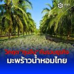 วิกฤต “ทุนจีน” กินรวบธุรกิจมะพร้าวน้ำหอมไทย